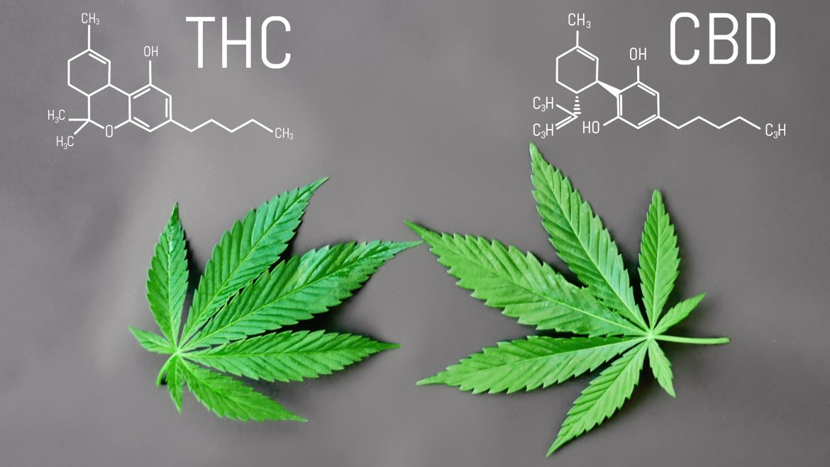 The difference between CBD and THC